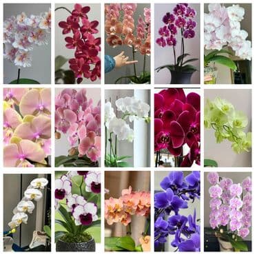 семена цветов бишкек: В продаже подростки Орхидеи фаленопсис — коллекция сортов и окрасок — 1