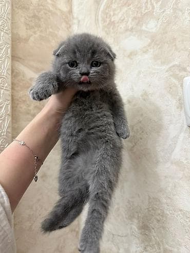 вет: Ит кууту: Скотиш Фолд (Шотландиялык шалпаң кулак), Эркек, 4 жаш, Документтери менен, Көгүлтүр — 10
