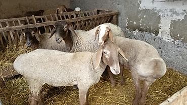 индюк тушка: Продаю | Овца (самка) | Полукровка | На забой, Для разведения | Матка, Ярка — 2