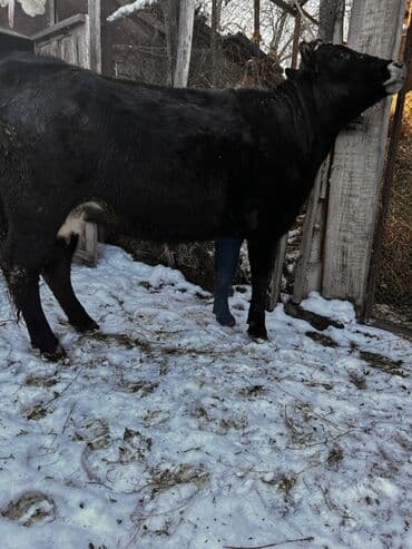 Линолеум: Продаю | Тёлка | Алатауская | Для разведения, Для молока | Стельные — 2