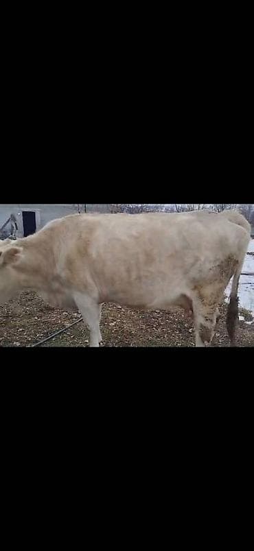 Продаю | Корова (самка) | Полукровка | Для молока at lalafo.kg Продаю | Корова (самка) | Полукровка | Для молока