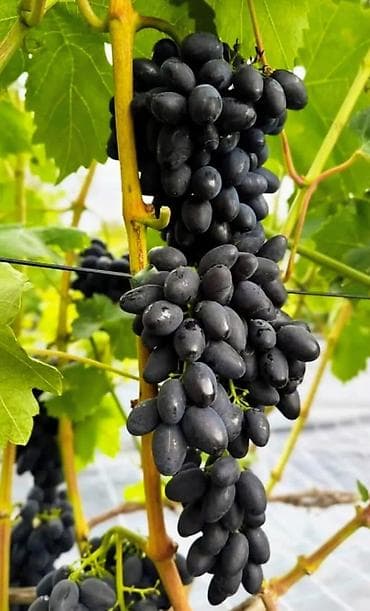 сетка для винограда: Саженцы винограда (Чёрный крупный ) в Пригородном.(Красный поздний) — 4