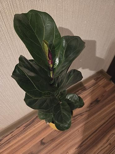 фикус лировидный: Фикус Лирата (Ficus lyrata) в декоративном горшке. - Крупные — 4