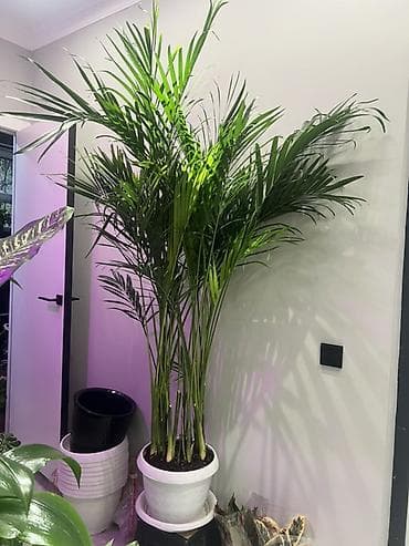 фитолампы для комнатных растений: Акция акция девочки успеваем готовые пересаженные в горшках. большие — 1