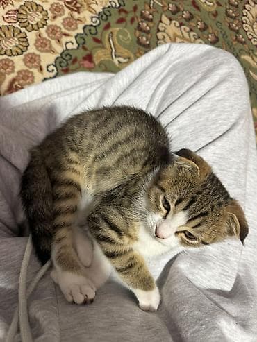 Кошки: Скотиш Фолд (Шотландская вислоухая), 2 месяца, Мальчик, Приучена к лотку — 3