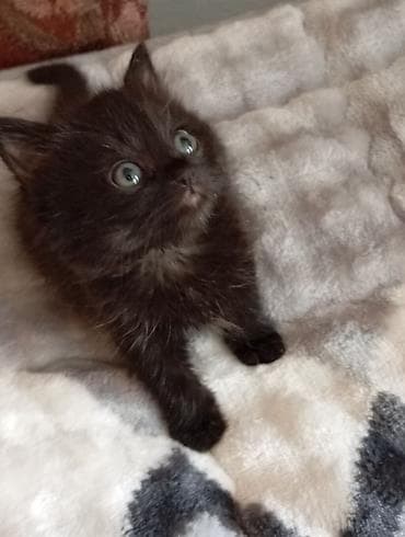 собака такса щенок: Отдам котят в добрые руки. Едят всё, к лотку приучены — 1