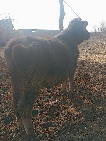 Продаю | Бык (самец) | На откорм | Привязанные