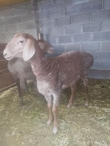 Продаю | Овца (самка) | Для разведения | Матка — 1