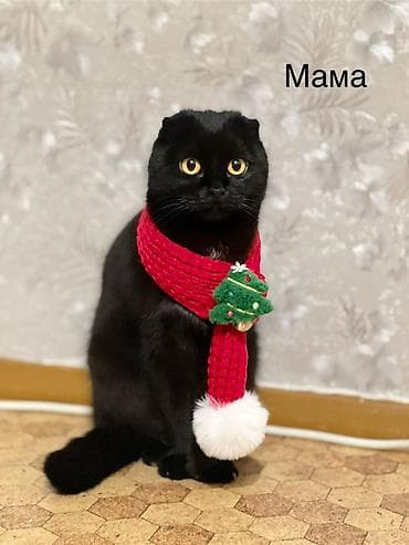 Животные: Шотландские котята: 1) девочка (Scottish fold) 2) девочка (Scottish — 8