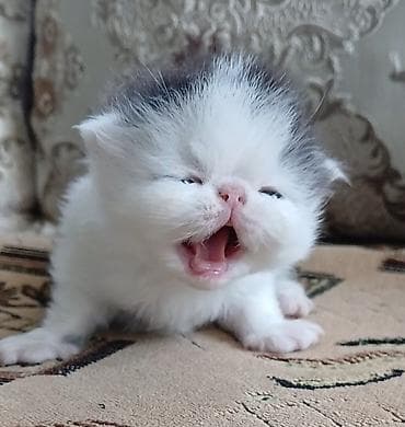 бенгалы котята: Персидский котёнок. Эксклюзив ! Шикарная персидская кошечка в — 3