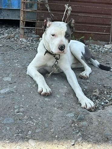 кошка манчкин: Собака даром: Питбуль, 5 месяцев, Самка, С прививкой — 1