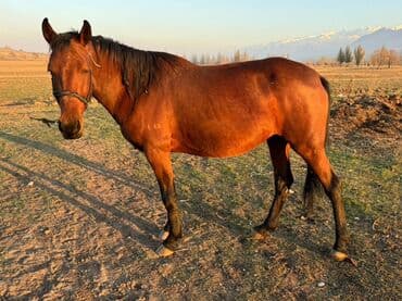 собака для ахоты: Продаю | Кобыла (самка) | Полукровка | Для разведения — 3