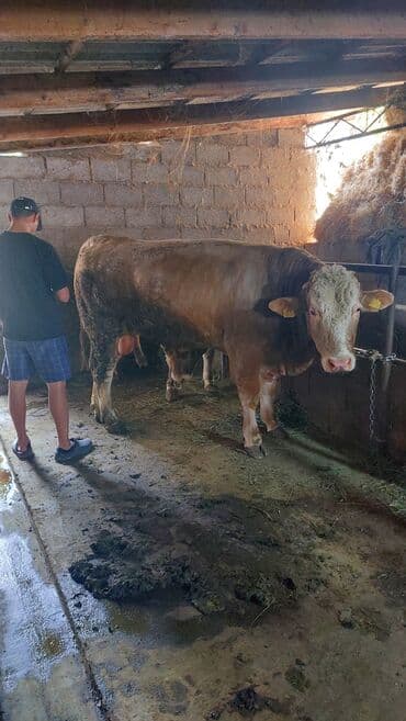 корова сментал: Продаю | Бык (самец) | Симментальская | На откорм | Племенные — 2