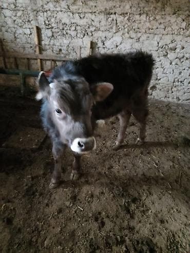 ангус купить: Продаю | Музоо, торпок — 3
