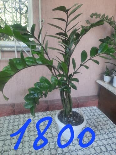 сок алоэ цена бишкек: Алоэ — 7