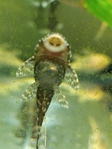 Сомик анцитрусы 5-7 сантиметра