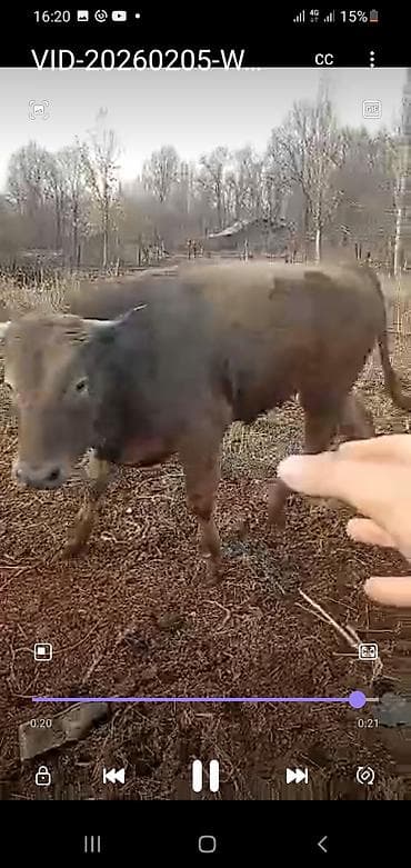 Продаю | Бык (самец) | Швицкая, Симментальская | На откорм