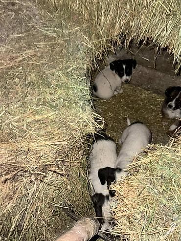 Услуги ветеринара: 4 Кучук сатылат оптом алсаныз энеси подарок кучуктун энеси ахотничий — 3