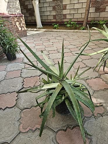 Алоэ: Алоэ вера в горшках - Крупные взрослые розетки с множеством — 3