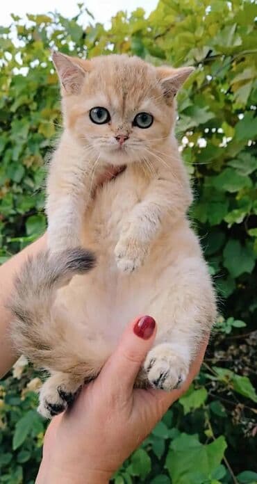 показы 1 354 72 договорная кошка даром британская короткошёрстная 1 год мальчик метис 2 позвонить написать: Британская короткошёрстная, 3 месяца, Девочка, Золотая шиншилла, Приучена к лотку, Проглистована — 9