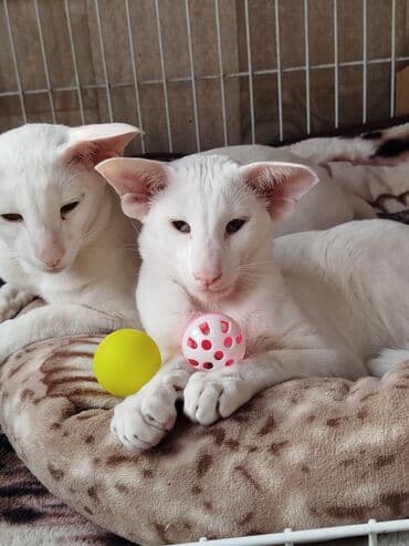 наполнители для кошек: Ориентальная, 7 месяцев, Мальчик, Белый, Приучена к лотку, Проглистована, С документами — 12