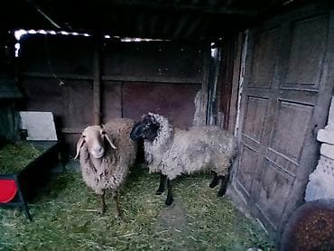 рэгдолл цена: Продаю | Овца (самка) | На забой | Ярка — 1