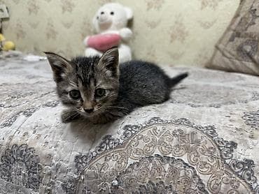 Кошка даром: Беспородная, 1 месяц, Девочка, Приучена к лотку, Проглистована — 4