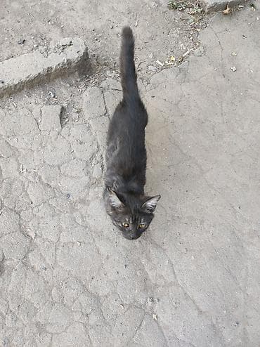 Кошка даром: Беспородная, 2 месяца, Мальчик — 3