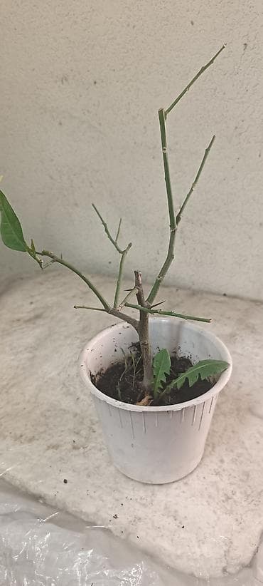 комнатный гранат: Продаю два вида лимона, укорененные черенки, Павловский (в черном — 4