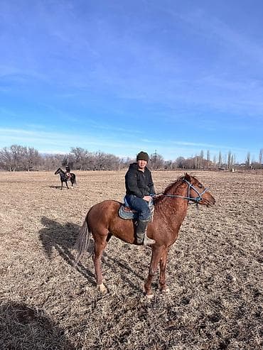 Продаю | Жеребец