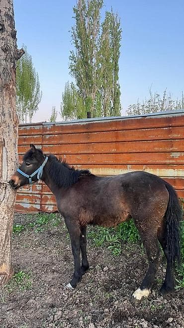 клетка для перепелят: Продаю | Кобыла (самка) | На забой | Племенные — 2