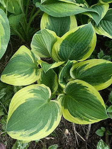 купить цветы петунии: Хоста декоративная очень много хосты кусты и по одной розетке цены — 5