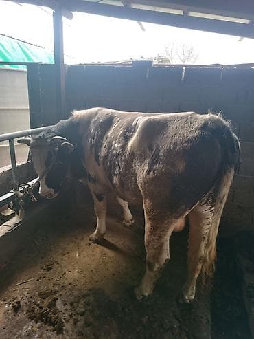 коровы для молоко: Продаю | Бык (самец) | Полукровка | На откорм | Привязанные — 2