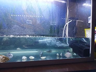 big 6: Аквариумный комплект на 80 литров для домашних рыб и водных черепах — 5