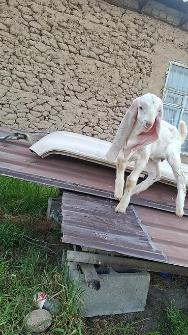 британские голубые котята купить: Продаю | Козлёнок | Нубийская | Для разведения | Племенные — 1