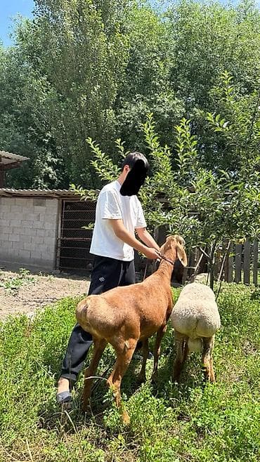 мин булак: Сатам | Ургаачы кой (ургаачы), Козу | Көбөйтүү үчүн | Асыл тукумдуу — 5