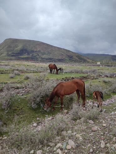 Продаю | Конь (самец) at lalafo.kg Продаю | Конь (самец)