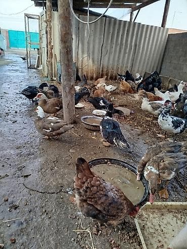 обстрел собак: Продаю | Куры | Домашняя | Для разведения — 2