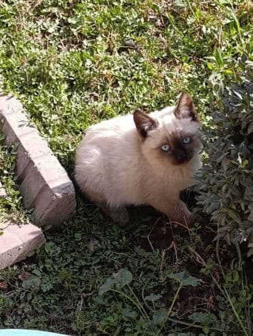 новорожденные котята: 🐾 Очаровательные котята ищут добрые руки! Наша кошка снова стала — 1