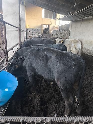 ротвейлер бишкек: Сатам | Бука (эркек) — 4