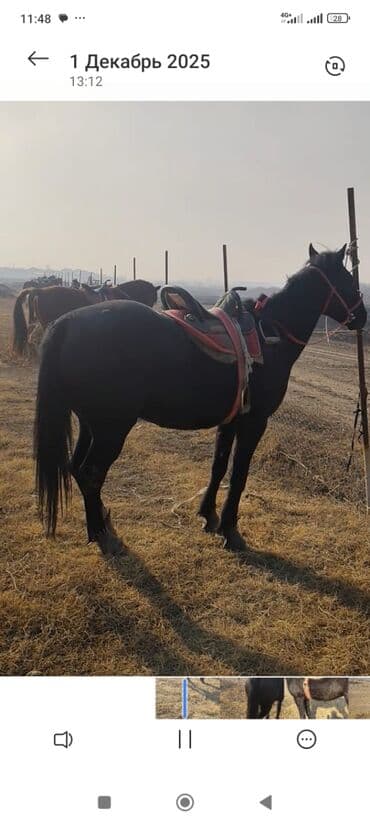 спаниель охотничий: Продаю | Жеребец | Рабочий — 5