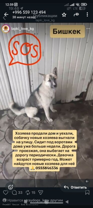 даром собаки: 🆘🆘🆘🆘🆘срочно нужен любящий хозяин, животных хотят усыпить, за — 4