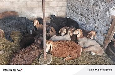 Үй жаныбарлары: Сатам | Кочкор (эркек) | Аргын | Көбөйтүү үчүн — 5