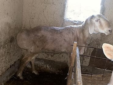 продаю баран сокулук: Сатам | Кочкор (эркек) | Көбөйтүү үчүн | Жасалма жол менен боозутуу — 4