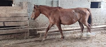 кой обмен: Продаю | Кобыла (самка) | Полукровка | Рабочий — 2