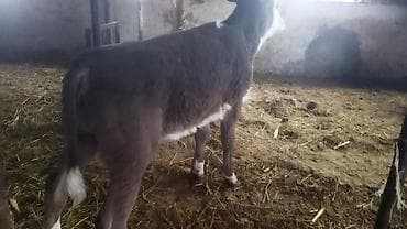 Баран, овца: Продаю | Музоо, торпок | Швицкая | На откорм — 6