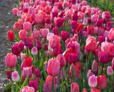 Садовая мебель: Луковицы цветка: Тюльпаны — 1