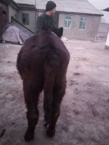 коровы молочной породы купить: Продаю | Тёлка | Абердин-ангус | На откорм | Привязанные — 6