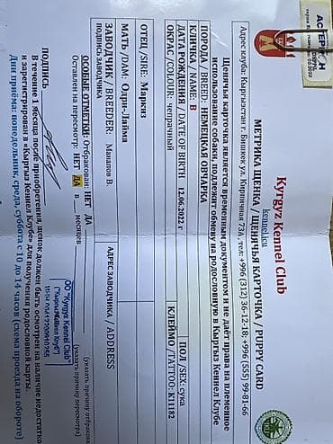 матки пчел: Немецкая овчарка, длинношерстный. Надо проучить агрессивная собака В — 5