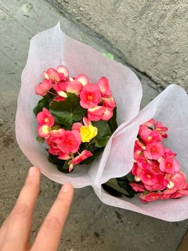 Комнатные цветы – бегония в горшке - Пышные шапки цветов